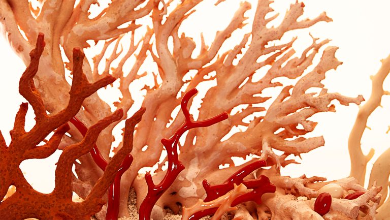 Read more about the article Fifty Shades of… coral!