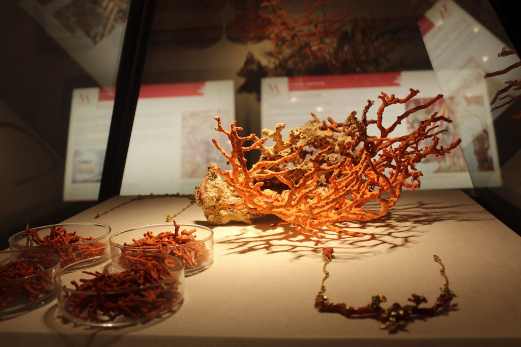 esempio-corallo-mediterraneo